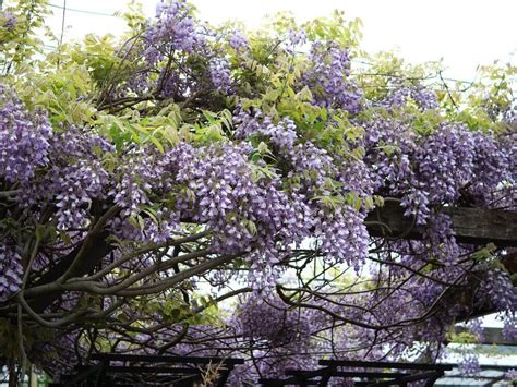 籐植物|フジ（藤）とは｜育て方がわかる植物図鑑｜みんなの趣味の園芸